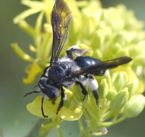 Andrena agilissima